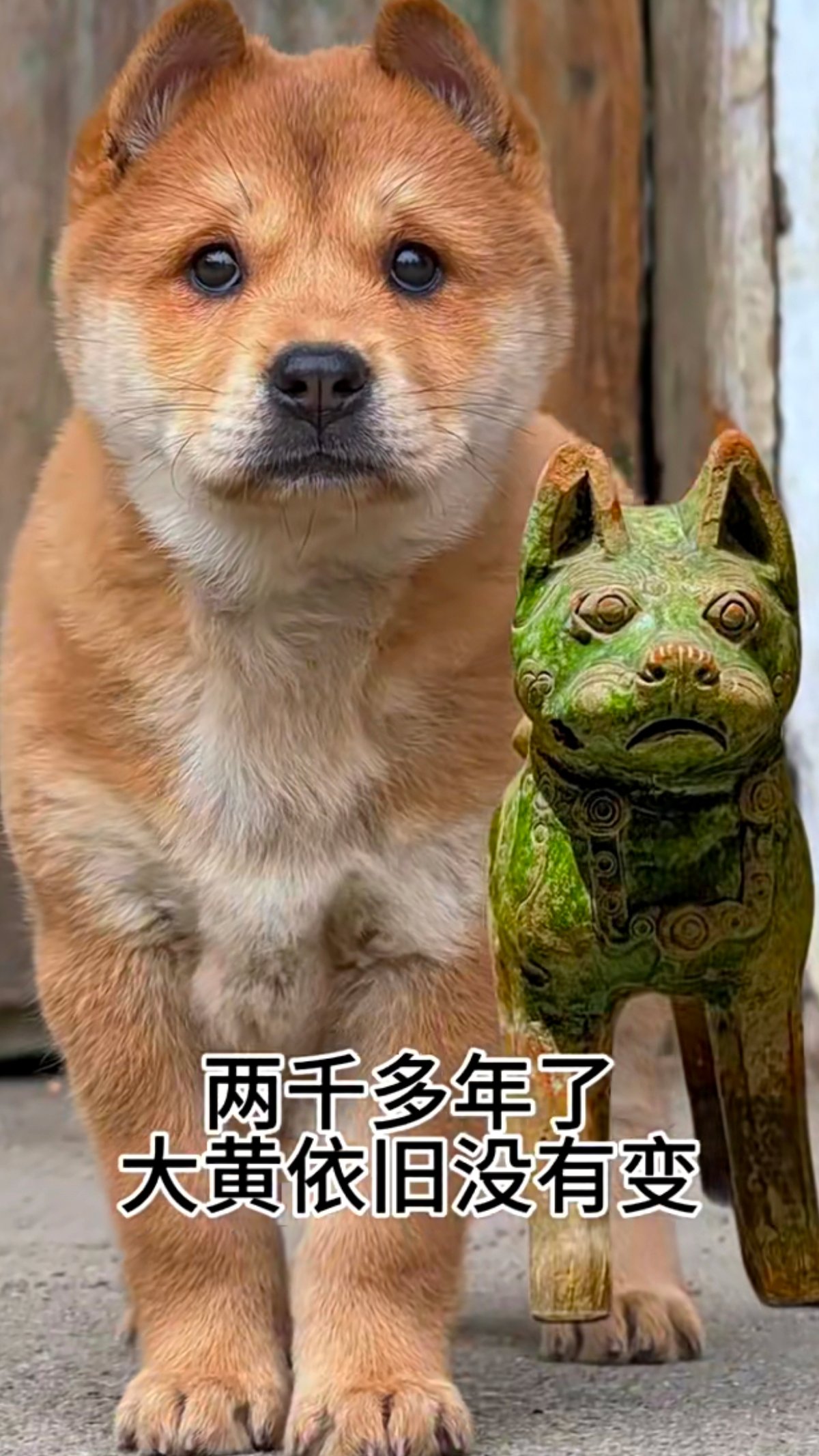 大黄！黄狗白面，中国古代严选。帝王之相！犬中贵族。