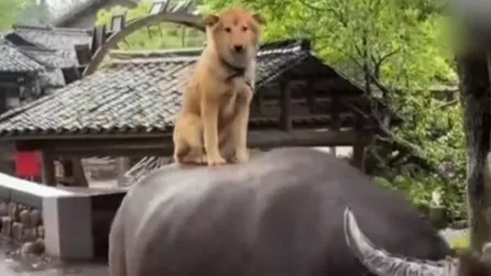 热搜配图