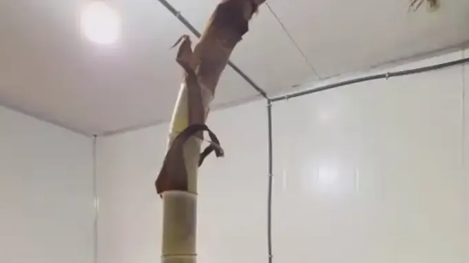 热搜配图