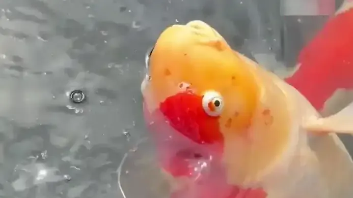 热搜配图