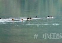 湖北当阳青龙湖国家湿地公园迎来珍稀候鸟中华秋沙鸭