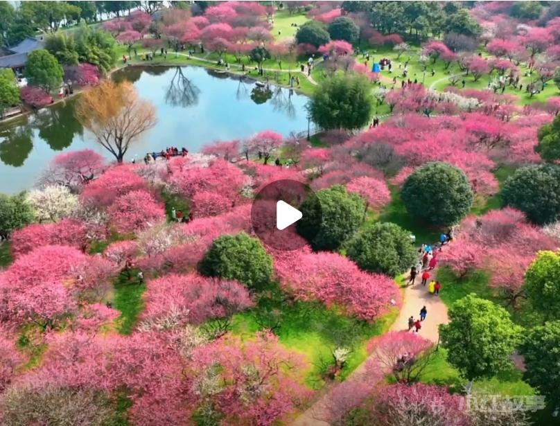 花开见喜！橘子洲梅园花海